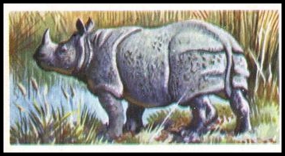 44 Indian Rhinoceros